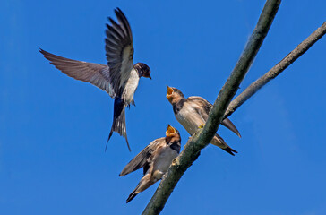 Barn Swallows feeding fledglings.Photo made in Spain