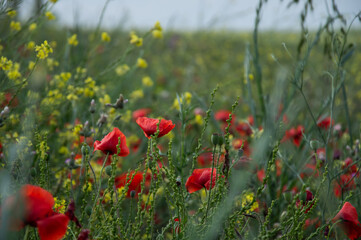 Bright red poppies in grape plantings.