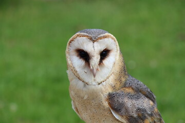 owl in close up