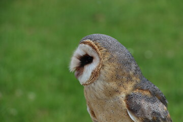 owl in close up