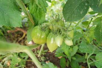 Tomato bush. Green fruits of tomato close-up. Growing vegetables.