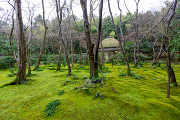 京都　祇王寺　苔寺