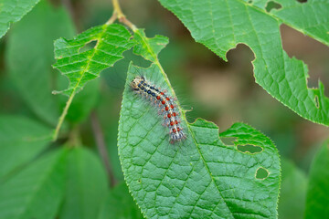Gypsy moth caterpillar close-up. The caterpillar eats the foliage. Macro. - obrazy, fototapety, plakaty
