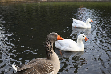The head and upper body of a grey goose, as it sits in a pond, with two white geese swimming in the...