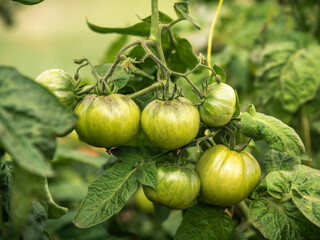 A bunch of green tomatoes on a bush branch in a greenhouse close-up