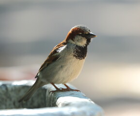 A sparrow sits on the edge of a concrete trash can