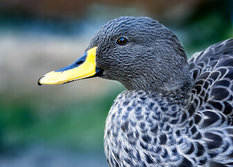 Low angle, close up portrait of a Yellow-billed duck.