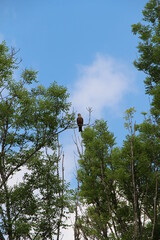 big bird in the tree