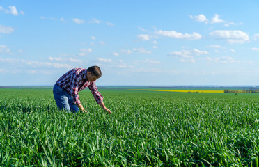 Naklejka na ściany i meble a man as a farmer poses in a field, dressed in a plaid shirt and jeans, checks and inspects young sprouts crops of wheat, barley or rye, or other cereals, a concept of agriculture and agronomy