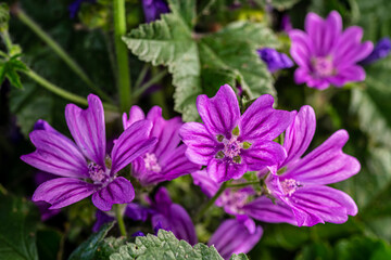 Fototapeta premium View of Beautiful summer wildflowers. Close up. Blurry background.