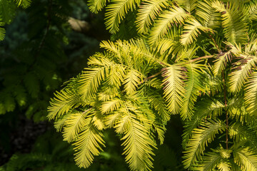 Branch of the ornamental tree Metasequoia glyptostroboides 'Gold Rush'