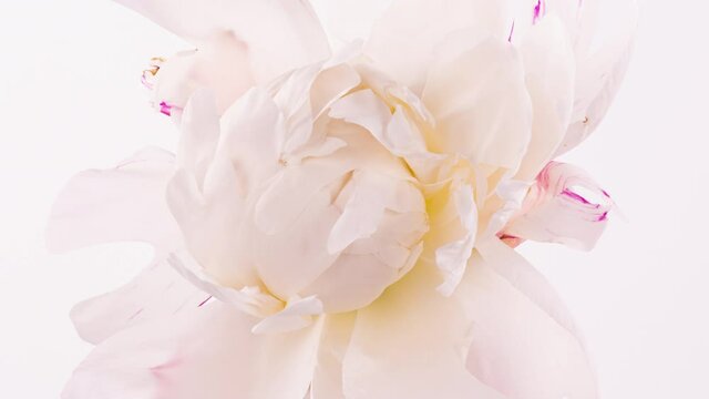 Beautiful white pink Peony on white background. Blooming peony flower open, time lapse, close-up. Wedding backdrop, macro, easter, spring, Love, birthday, valentine's day, holidays concept, timelapse