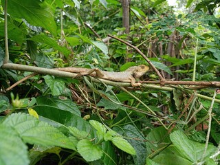 Selective focus background blour selective focus on subject
Chameleon Girgit 