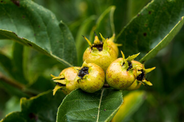 Fruits of the rare x Crataemespilus grandiflora