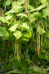 The seedpods of Catalpa x erubescens 