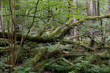 Deciduous stand with broken oak branches lying