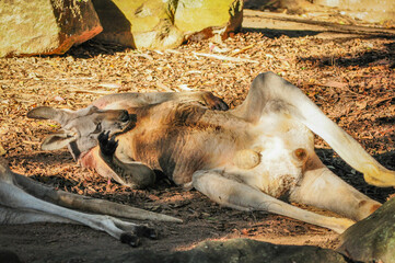 Cute and Funny big red kangaroo lying down and show his belly.