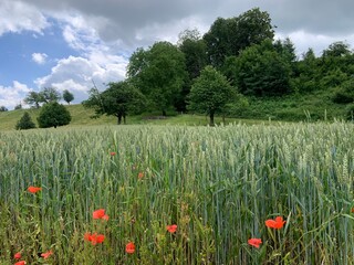 field of flowers
