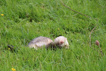 a running ferret