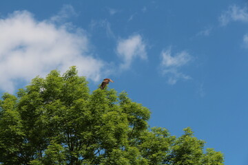 red knite flying in the blue sky