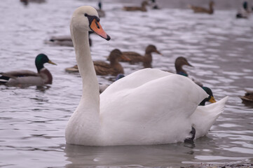 group of swans