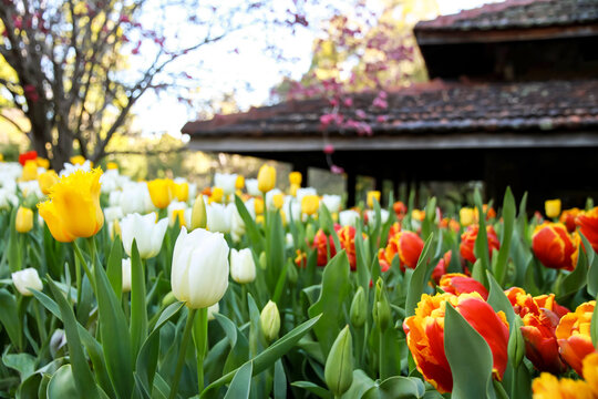 Vibrant Multi coloured Tulips in Bloom during Springtime at Araluen Botanic Park, Perth Western Australia