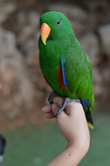 Beautiful Green Eclectus Male Parrot Bird Sitting On Hand  - Love Bird