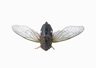 cicada insect on a white,isolated(top view)