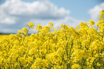 the bright yellow flowers of oilseed rape