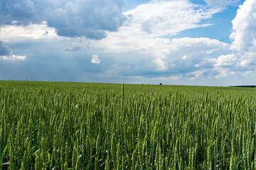 Green wheat field on a background of blue sky