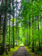 Obraz premium Gravel road surrounded by cedar and maple trees (Hokoin, Yahiko, Niigata, Japan)