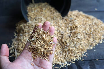 A hand holding rice husk. Rice husks or rice hulls are one of the best growing media for gardeners....