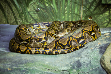 Giant Python snake on the rock .