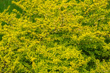 Obraz premium Background of barberry leaves