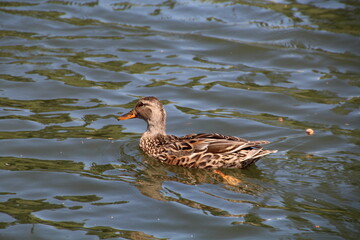Mallard On The Ripples, William Hawrelak Park, Edmonton, Alberta