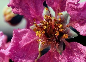 Dramatic closeup of Lagerstroemia speciosa. Beautiful flower of Queen's crepe-myrtle or Pride of India blossoms.