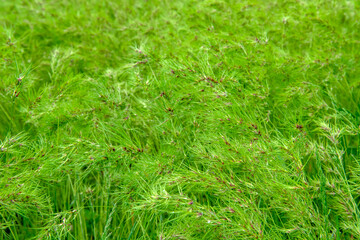 green grass background