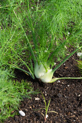florence fennel plant still in soil with white bulb and green leaves growing outdoors