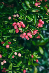 Fresh organic Carissa Carandas or Bengal Currant on tree