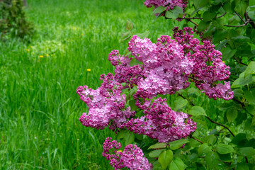 Purple lilac blossoms blooming in springtime