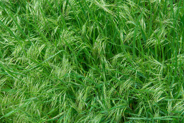 green grass background. Wild oat. Avena fatua. 
