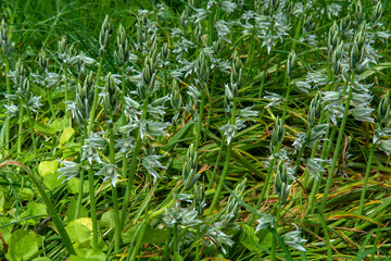 Ornithogalum boucheanum in the garden