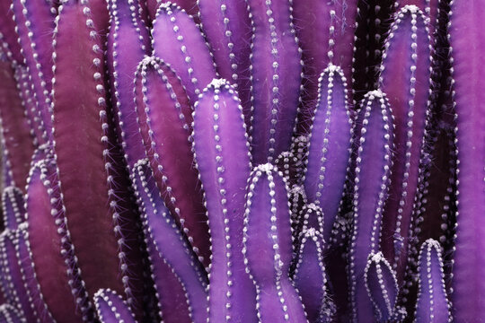 Closeup Purple Cactus Plant or Call Cereus sp. Fairy castle cactus . Nature Purple Tropical Plant backdrop and beautiful detail 