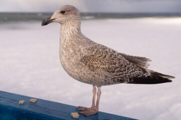 seagull on the beach