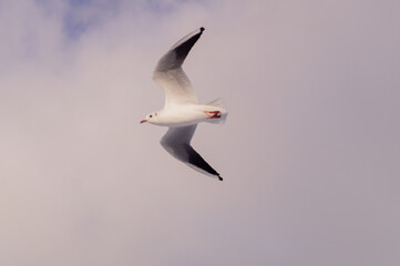 seagull in flight