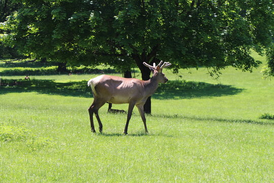 deer on a meadow