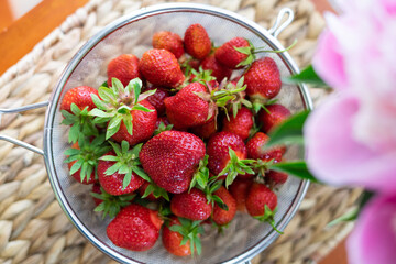 Strawberry harvest in colo-slag