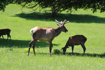 deer on a meadow