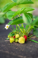 
Strawberry bush on the field