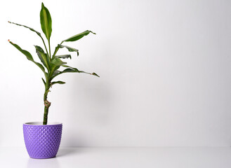 Plant in a purple pot on white (light) background